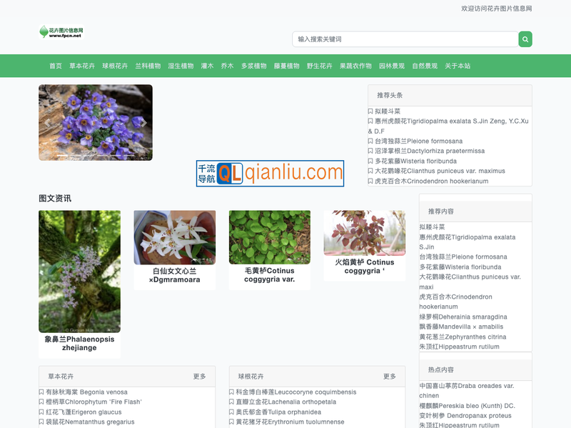 花卉图片网插图